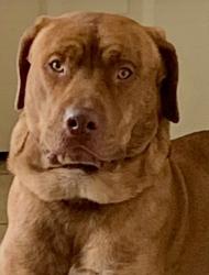 Lost Male Dog last seen Algonquin parkway, Louisville, KY 40210