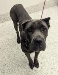 Shelter Stray Female Dog last seen Near Eisenhower Circle, Atlanta, GA, 1251 Fulton Industrial Blvd NW, Atlanta, GA 30336, USA