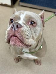 Shelter Stray Female Dog last seen Near N Druid Hills Road NE, 30329, GA, 3280 Chamblee Dunwoody Rd, Chamblee, GA 30341, USA