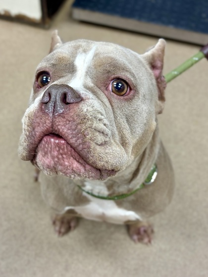Shelter Stray Female Dog last seen Near N Druid Hills Road NE, 30329, GA, 3280 Chamblee Dunwoody Rd, Chamblee, GA 30341, USA