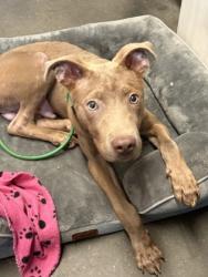 Shelter Stray Male Dog last seen Near Cleveland Ave, Atlanta, GA, 1251 Fulton Industrial Blvd NW, Atlanta, GA 30336, USA