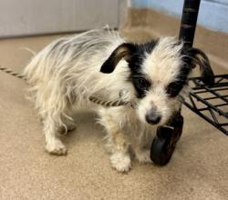 Shelter Stray Male Dog last seen Near ERIE CIRCLE, 30087, GA, 3280 Chamblee Dunwoody Rd, Chamblee, GA 30341, USA
