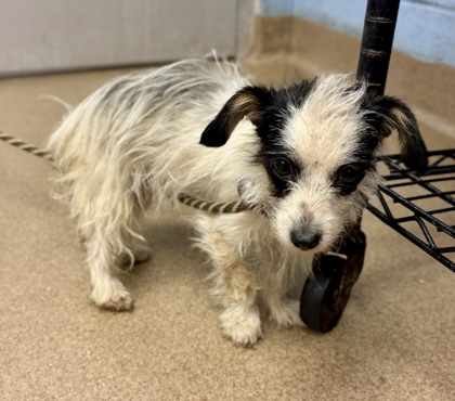 Shelter Stray Male Dog last seen Near ERIE CIRCLE, 30087, GA, 3280 Chamblee Dunwoody Rd, Chamblee, GA 30341, USA