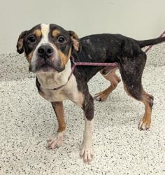 Shelter Stray Male Dog last seen Near old national hwy, South Fulton, GA, 1251 Fulton Industrial Blvd NW, Atlanta, GA 30336, USA