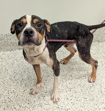 Shelter Stray Male Dog last seen Near old national hwy, South Fulton, GA, 1251 Fulton Industrial Blvd NW, Atlanta, GA 30336, USA