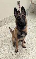 Shelter Stray Female Dog last seen Near Fulton Industial BLVD, Atlanta, GA, 1251 Fulton Industrial Blvd NW, Atlanta, GA 30336, USA