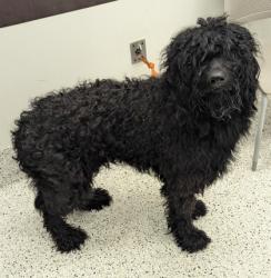 Shelter Stray Male Dog last seen Near Moreland Ave SE,, Atlanta, GA, 1251 Fulton Industrial Blvd NW, Atlanta, GA 30336, USA