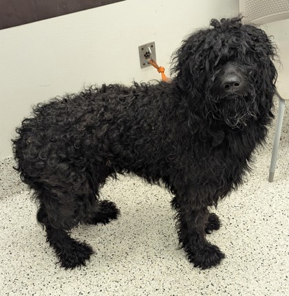 Shelter Stray Male Dog last seen Near Moreland Ave SE,, Atlanta, GA, 1251 Fulton Industrial Blvd NW, Atlanta, GA 30336, USA