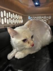 Shelter Stray Unknown Cat last seen Near Sand Bay Drive SW, Atlanta, GA, 1251 Fulton Industrial Blvd NW, Atlanta, GA 30336, USA