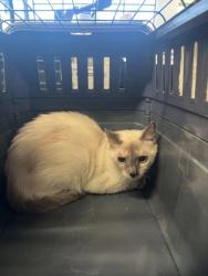 Shelter Stray Unknown Cat last seen Near Sand Bay Drive SW, Atlanta, GA, 1251 Fulton Industrial Blvd NW, Atlanta, GA 30336, USA