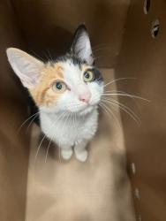 Shelter Stray Female Cat last seen Near Landrum Dr SW, Atlanta, GA, 1251 Fulton Industrial Blvd NW, Atlanta, GA 30336, USA