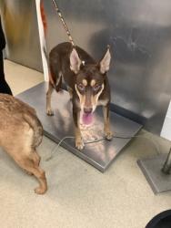 Shelter Stray Female Dog last seen , , TX, 355 Hillshire Dr, Haslet, TX 76052, USA