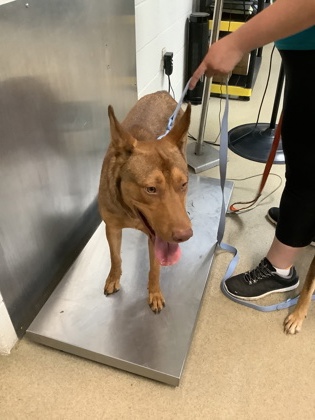 Shelter Stray Male Dog last seen , , TX, 355 Hillshire Dr, Haslet, TX 76052, USA