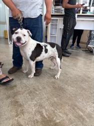 Shelter Stray Male Dog last seen , , TX, 355 Hillshire Dr, Haslet, TX 76052, USA