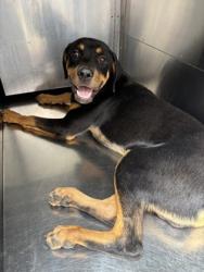 Shelter Stray Male Dog last seen Near SOUTH FWY, South District,, 355 Hillshire Dr, Haslet, TX 76052, USA