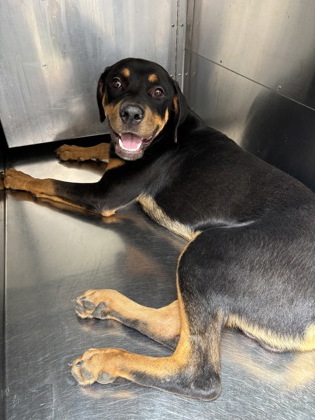 Shelter Stray Male Dog last seen Near SOUTH FWY, South District,, 355 Hillshire Dr, Haslet, TX 76052, USA