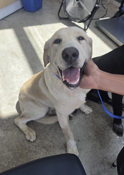 Shelter Stray Male Dog last seen Near NW 23rd St, North District, TX, 355 Hillshire Dr, Haslet, TX 76052, USA
