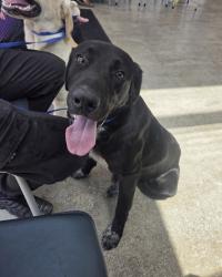 Shelter Stray Male Dog last seen Near NW 23rd St, North District, TX, 355 Hillshire Dr, Haslet, TX 76052, USA