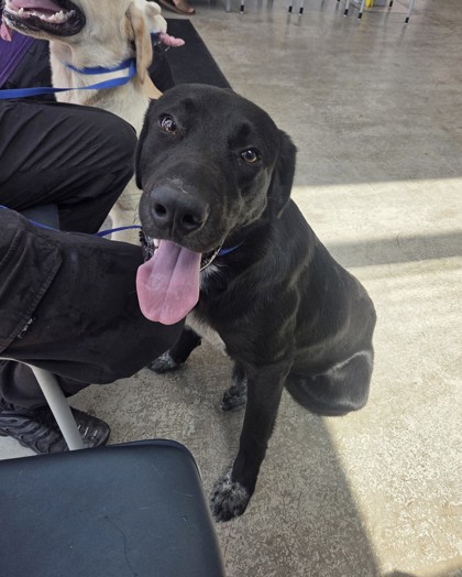 Shelter Stray Male Dog last seen Near NW 23rd St, North District, TX, 355 Hillshire Dr, Haslet, TX 76052, USA