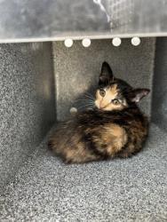 Shelter Stray Female Cat last seen Near MILLER AVE, Central District,, 355 Hillshire Dr, Haslet, TX 76052, USA
