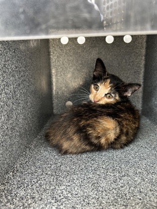 Shelter Stray Female Cat last seen Near MILLER AVE, Central District,, 355 Hillshire Dr, Haslet, TX 76052, USA