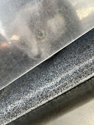 Shelter Stray Male Cat last seen Near MILLER AVE, Central District,, 355 Hillshire Dr, Haslet, TX 76052, USA