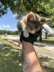 Shelter Stray Female Cat last seen Near E VICKERY BLVD, Central District,, 355 Hillshire Dr, Haslet, TX 76052, USA