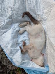 Found/Stray Unknown Cat last seen Falcon and Robinwood, Tallahassee, FL 32305