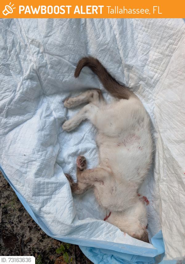 Found/Stray Unknown Cat last seen Falcon and Robinwood, Tallahassee, FL 32305