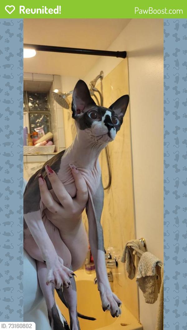 Reunited Unknown Cat last seen beckman dr, McKeesport, PA 15132