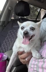 Reunited Female Dog last seen W Lowden St, Fort Worth, TX, USA, Fort Worth, TX 76110