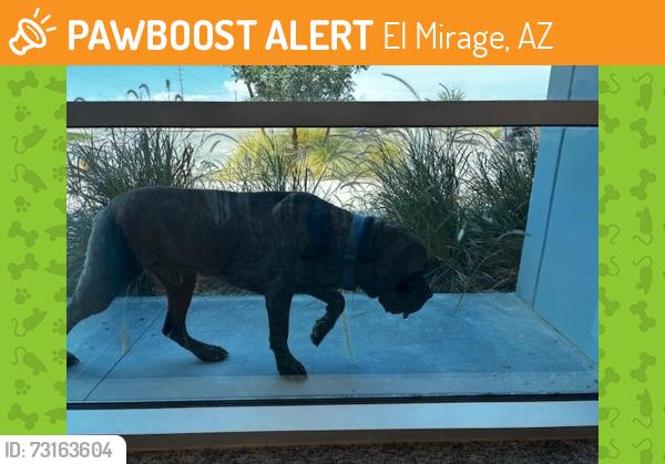 Found/Stray Male Dog last seen northeast corner of Olive and Dysart, El Mirage, AZ 85335