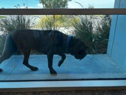 Found/Stray Male Dog last seen northeast corner of Olive and Dysart, El Mirage, AZ 85335