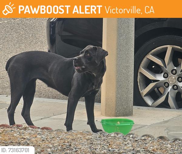 Found/Stray Female Dog last seen Brucite/Hook, Victorville, CA 92394