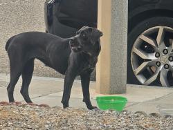 Found/Stray Female Dog last seen Brucite/Hook, Victorville, CA 92394