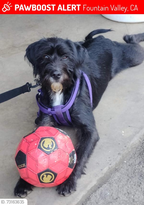 Lost Male Dog last seen Warner and euclid, Fountain Valley, CA 92708