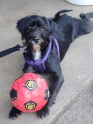 Lost Male Dog last seen Warner and euclid, Fountain Valley, CA 92708
