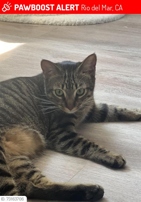 Lost Female Cat last seen Tennis court, Rio del Mar, CA 95003