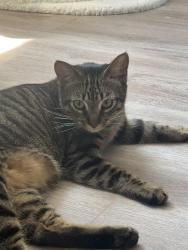 Lost Female Cat last seen Tennis court, Rio del Mar, CA 95003