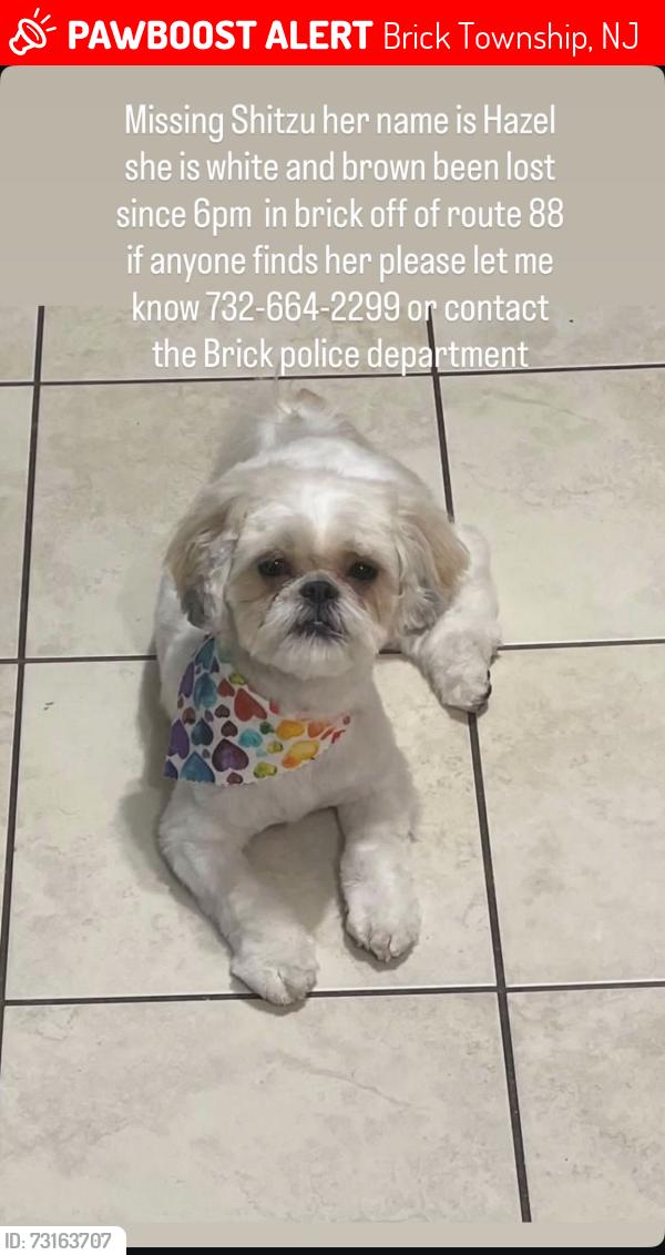 Lost Female Dog last seen Route 88, Brick Township, NJ 08724