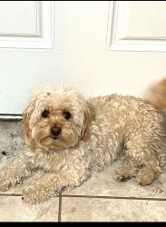 Lost Female Dog last seen Summerset Woodruff, Bellflower, CA 90706