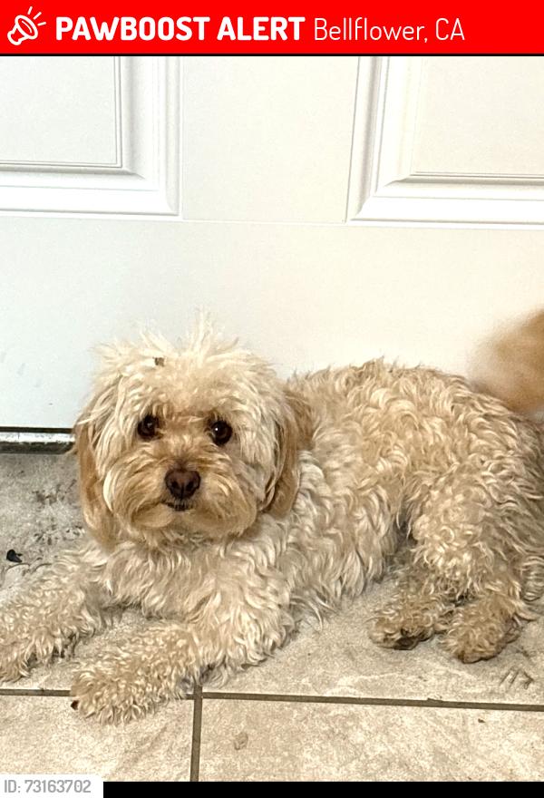 Lost Female Dog last seen Summerset Woodruff, Bellflower, CA 90706