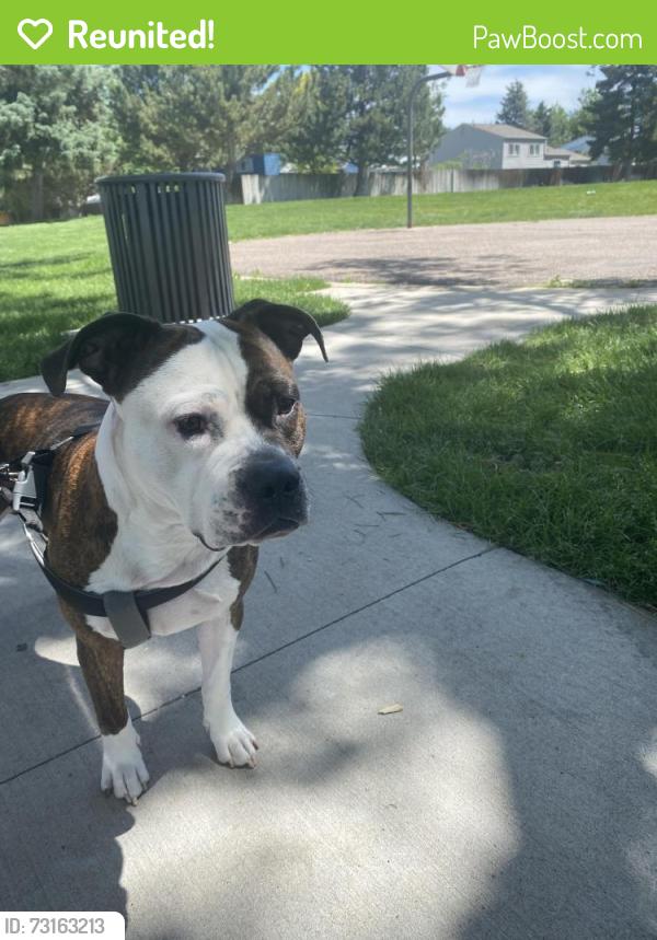 Reunited Male Dog last seen Quebec st and 25th ave Denver CO, Denver, CO 80207