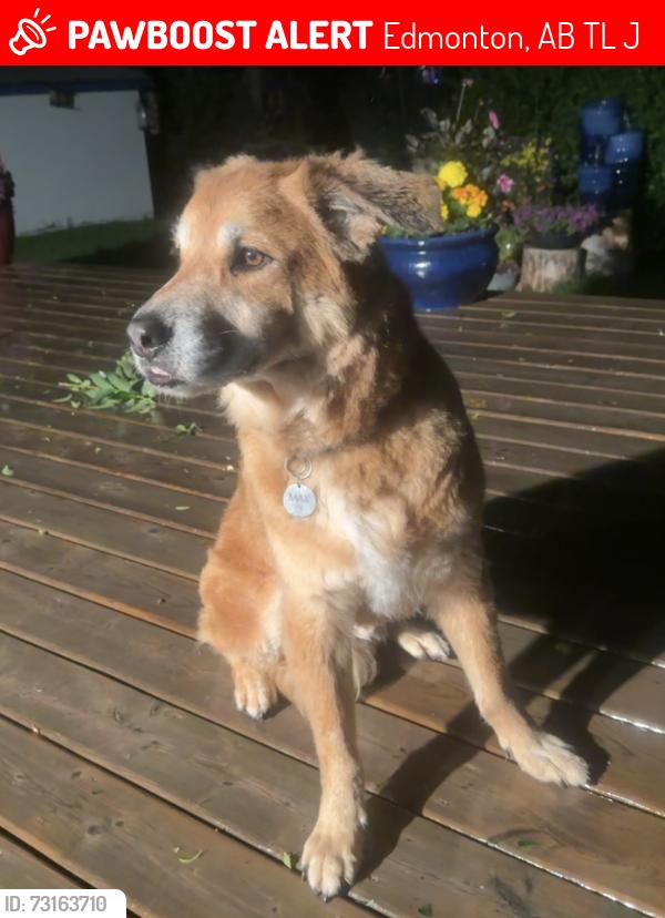 Lost Male Dog last seen Kiniski, Kulawy Lake, Millcreek Ravine, Edmonton, AB T6L 6V1