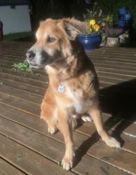 Lost Male Dog last seen Kiniski, Kulawy Lake, Millcreek Ravine, Edmonton, AB T6L 6V1