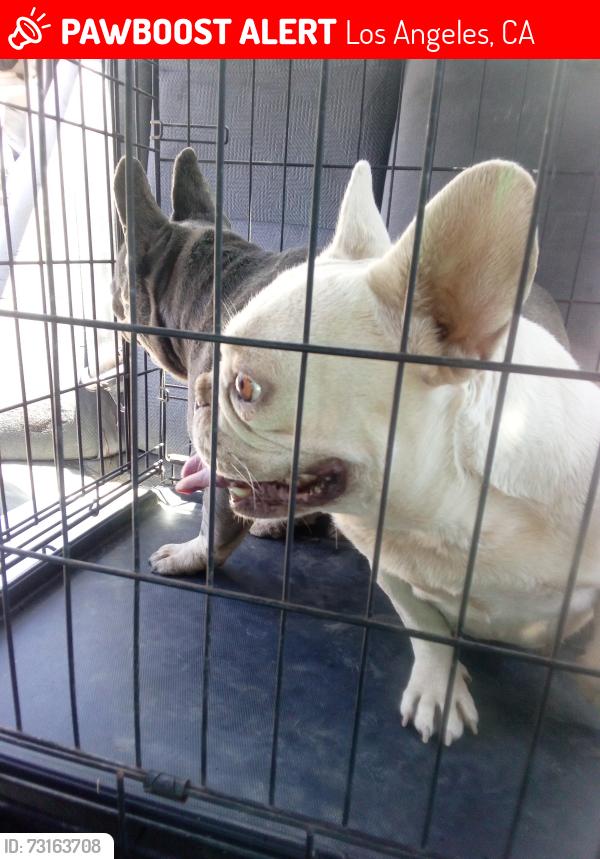 Lost Female Dog last seen Pacoima /sylmar, Los Angeles, CA 91342