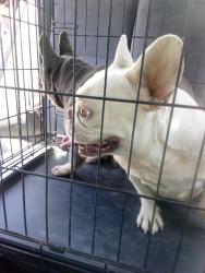 Lost Female Dog last seen Pacoima /sylmar, Los Angeles, CA 91342