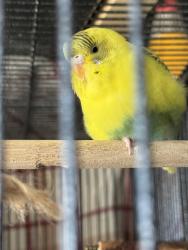 Lost Female Bird last seen 3rd st e, Lancaster California, Lancaster, CA 93535