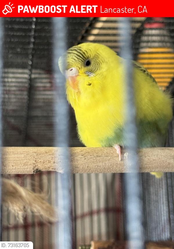 Lost Female Bird last seen 3rd st e, Lancaster California, Lancaster, CA 93535
