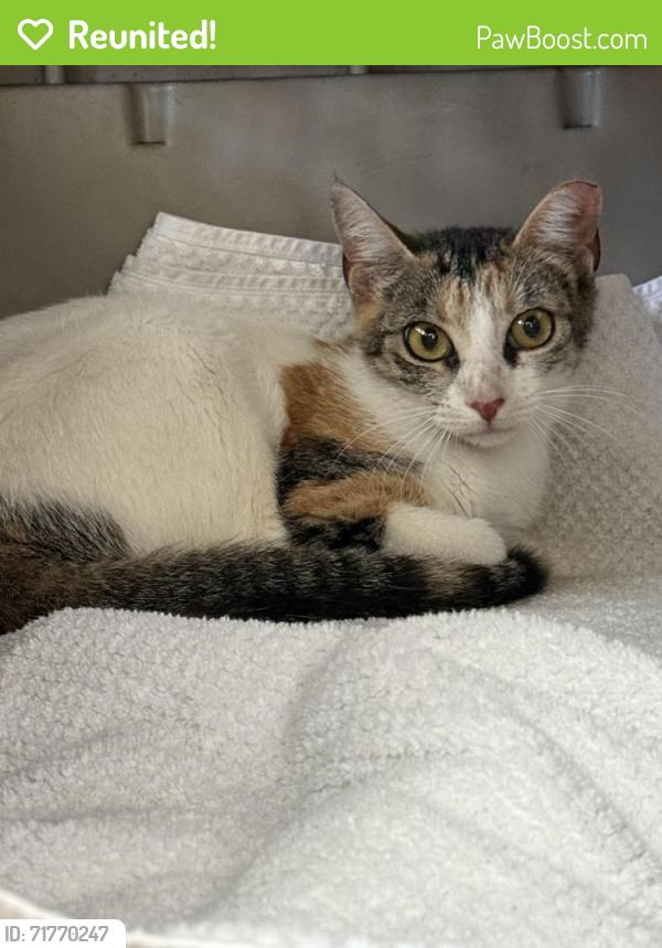 Reunited Female Cat last seen Around 31st S and Pinellas Point drive St Pete 33712, St. Petersburg, FL 33712